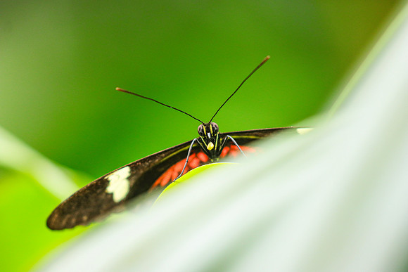 ~Mariposarion Mariposas de Mindo, Ecuador
