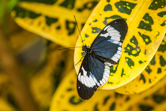 ~Mariposarion Mariposas de Mindo, Ecuador