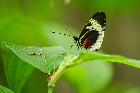 ~Mariposarion Mariposas de Mindo, Ecuador