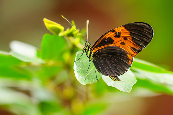 ~Mariposarion Mariposas de Mindo, Ecuador