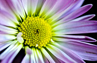 Botanical