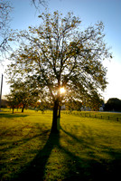 Silhouette ~Hoffman Estates, IL