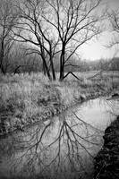 Nature's Reflections ~Hegewisch Marsh ~Chicago, IL