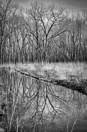 Nature's Reflections ~Hegewisch Marsh ~Chicago, IL