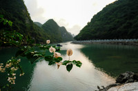 Bougainvillea ~Cat Ba Island, Halong Bay, Vietnam
