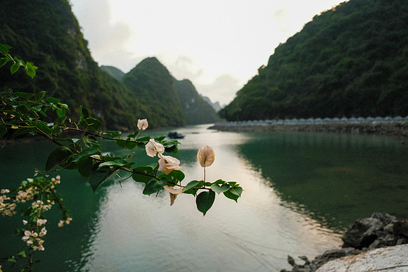 Bougainvillea ~Cat Ba Island, Halong Bay, Vietnam