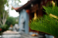 Ferns ~Lao Cai