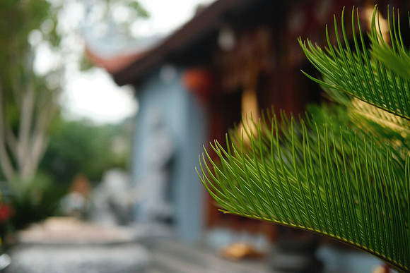 Ferns ~Lao Cai