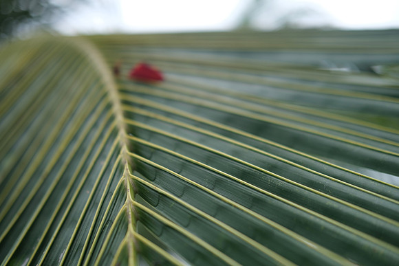 Palm Fronds ~Halong Bay