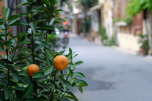 Oranges ~Bat Trang Ceramic Village, Hanoi