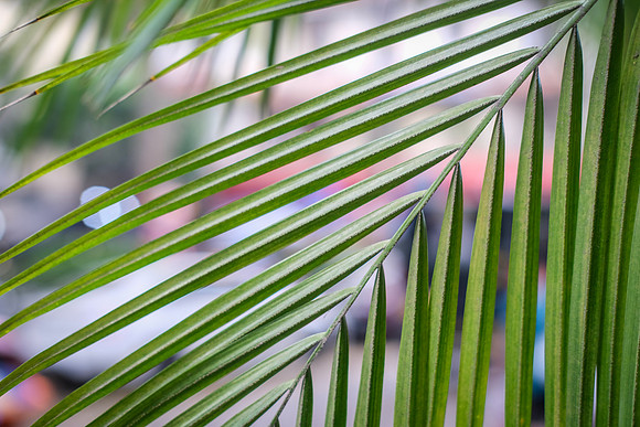 Palm Fronds ~Halong Bay