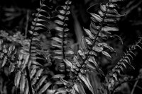 Flora of Sapa ~Sapa