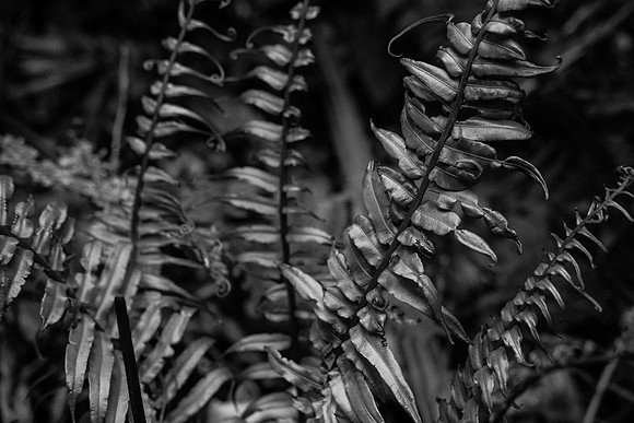 Flora of Sapa ~Sapa