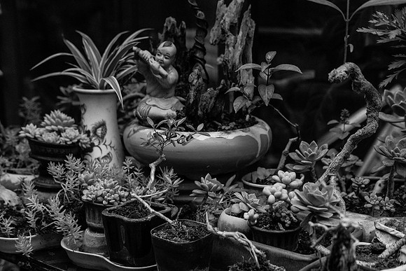 Garden Plants ~Sapa