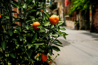 Oranges ~Bat Trang Ceramic Village, Hanoi