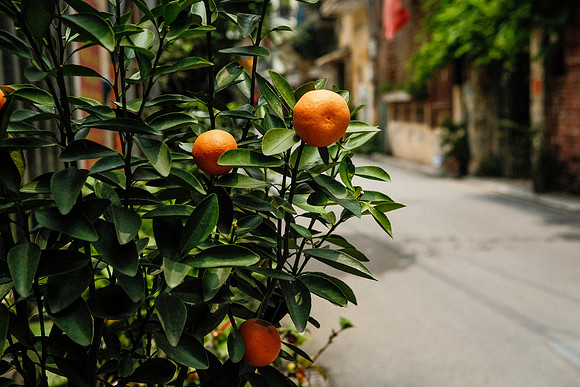 Oranges ~Bat Trang Ceramic Village, Hanoi