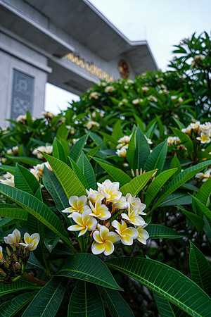 Plumeria ~Lao Cai
