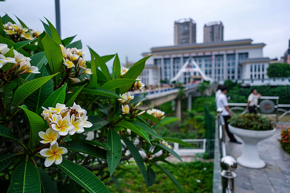 Plumeria ~Lao Cai