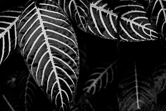 Flora of the Cloud Forest ~Mindo