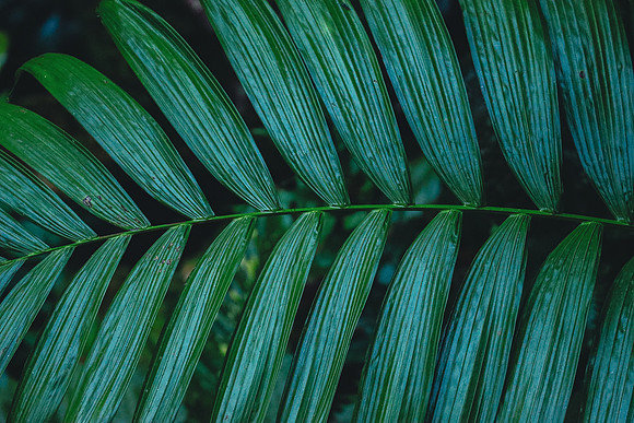 Flora of the Cloud Forest ~Mindo
