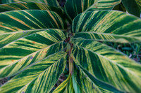 Flora of Antigua