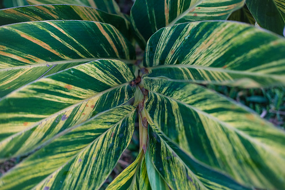 Flora of Antigua