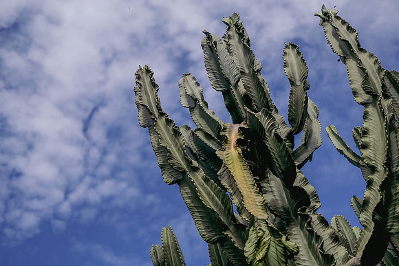 Cactus Sky ~Panajachel