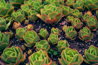 Flora of Antigua