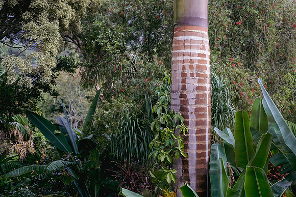 Flora of Antigua