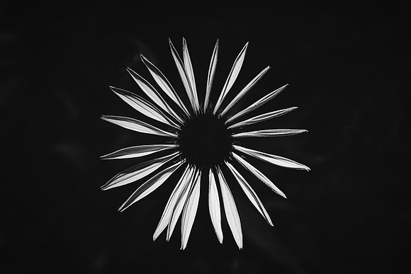 Petals
