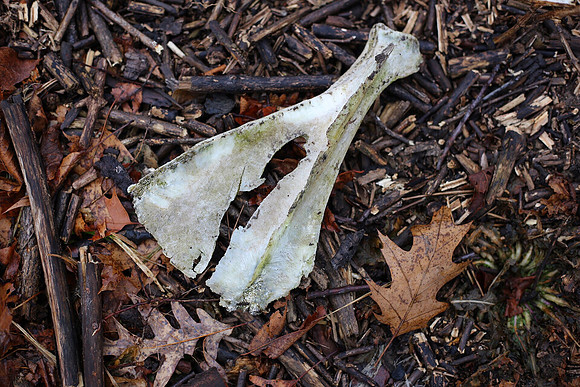 Shoulder Blade ~Deer Grove, IL