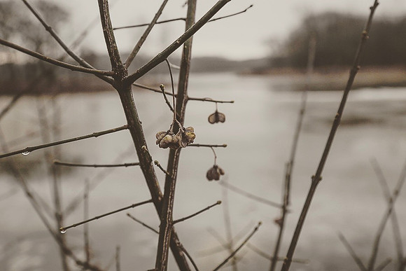 Winter Sticks ~Busse Woods, Rolling Meadows, IL