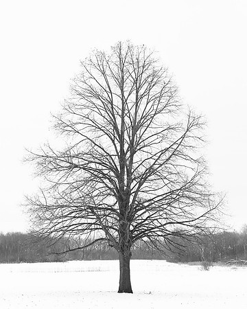 Winter Tree ~Busse Woods, Rolling Meadows, IL