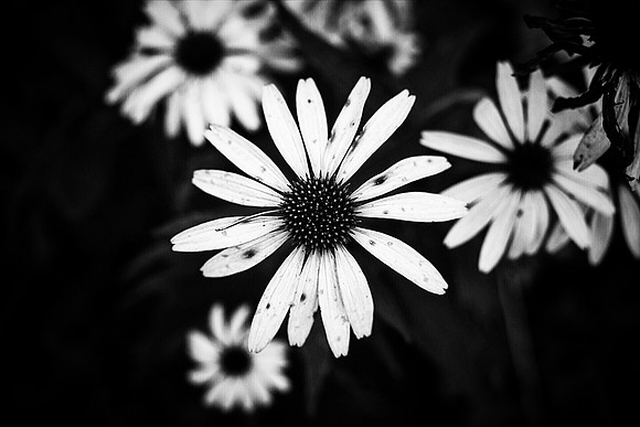 B&W Petals