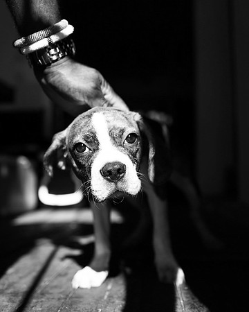 Cutie Pie - Boxer Pup