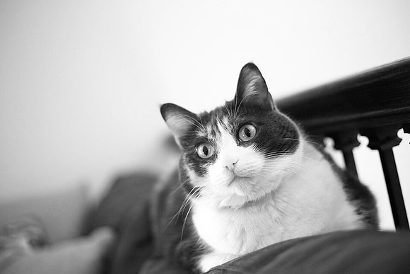 Mia - Calico
