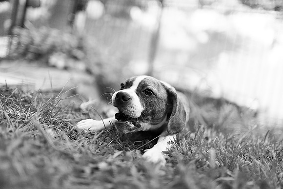 Cutie Pie - Boxer Pup