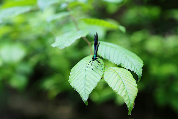 Damselfly