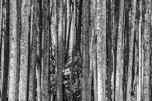 Pine Forest ~Baraga, MI