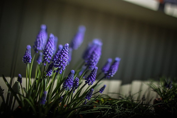 Grape Hyacinth ~Chicago Botanic Gardens, Glencoe, IL