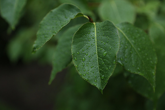 Foliage
