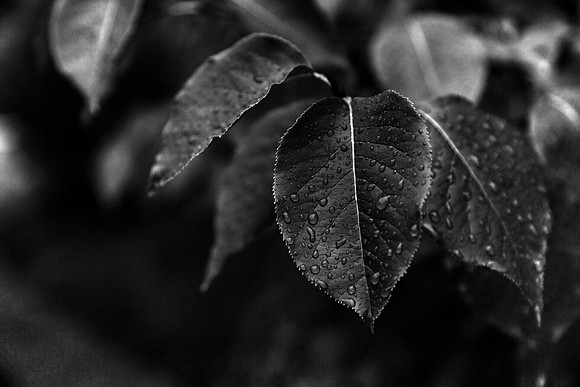 B&W Foliage