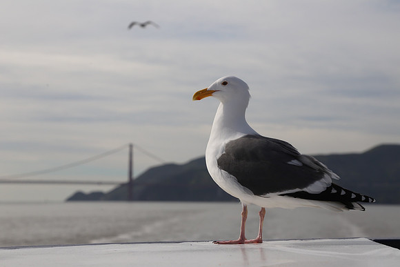 Golden Gate Bridge ~San Francisco, CA