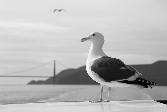 Golden Gate Bridge ~San Francisco, CA