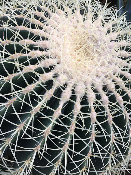 Cactus ~Chicago Botanic Garden, Glencoe, IL