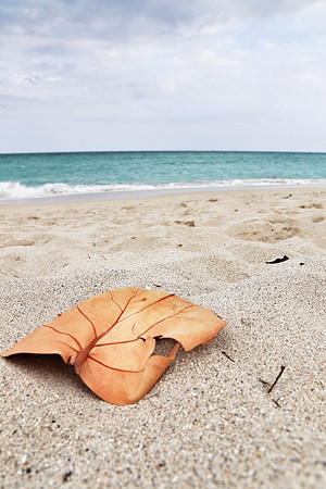 Sandy ~Miami Beach, FL