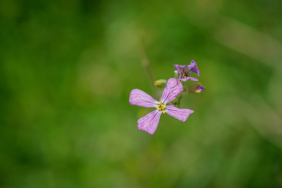 Delicate Petals ~Otavalo