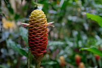 Beehive ginger (Zingiber spectabile) ~Mindo Cloud Forest