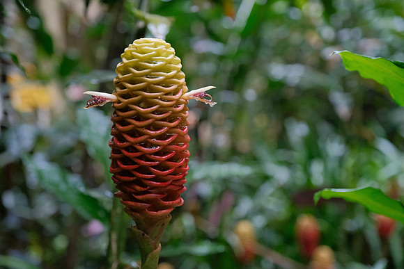 Beehive ginger (Zingiber spectabile) ~Mindo Cloud Forest