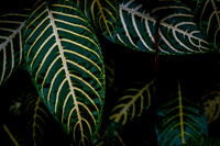 Flora of the Cloud Forest ~Mindo